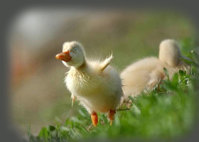 pato