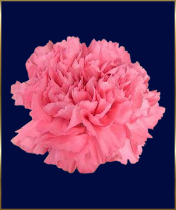 clavel