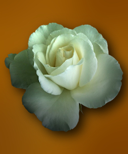 rosa blanca