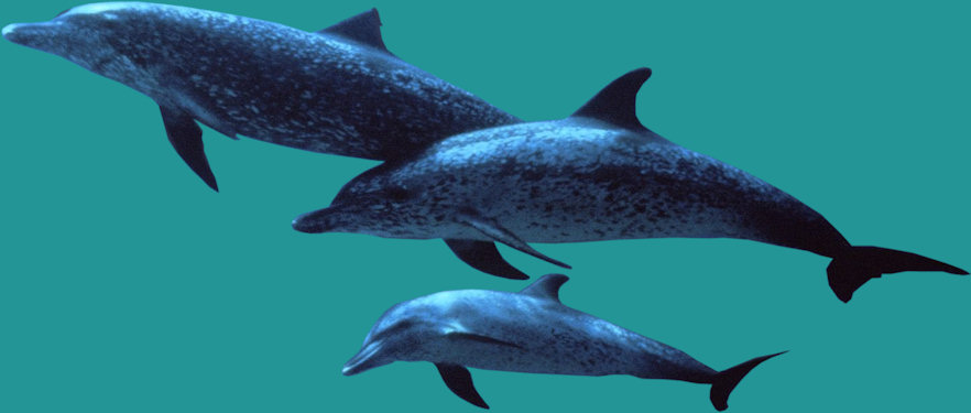 delfines