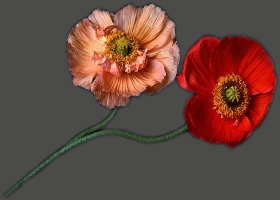 amapolas