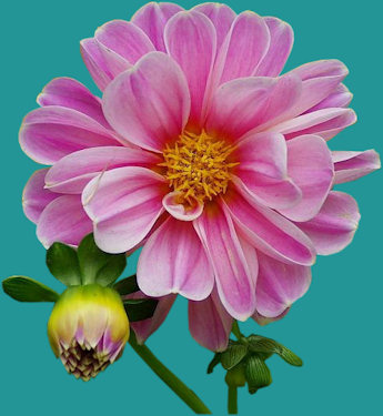 flor en rosa