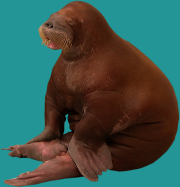 foca guapa