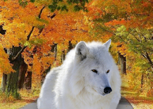 un lobo