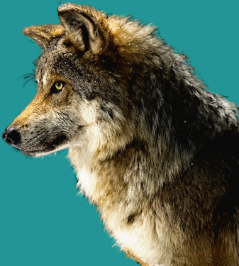 lobo