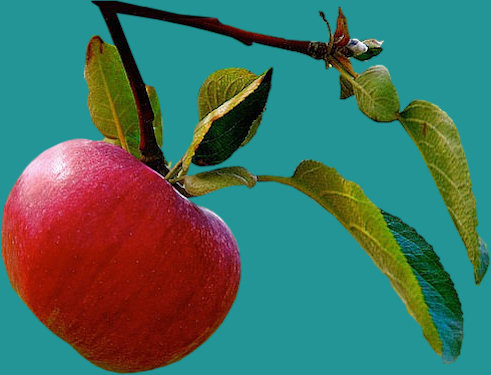manzana