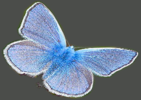 mariposa