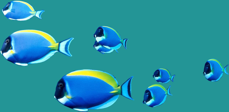 peces azules