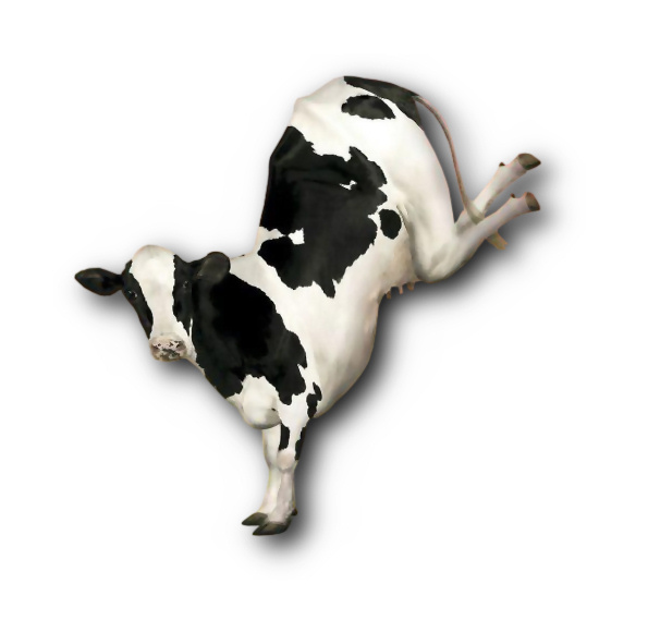 vaca